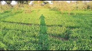 Maharashtra : 4 Acre of Agricultural Land for sale located at Undirkhede, Jalgaon District