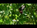 センダングサの花の蜜を吸うベニモンアゲハ