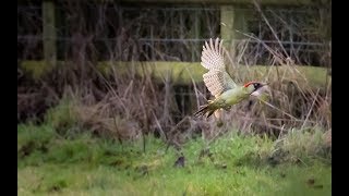 Green Woodpecker in Flight - Wildlife Photography - Bird Photography