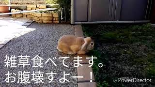 たれ耳ウサギのラビ君！雑草を食べる。#003