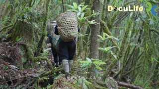 云南独龙族如何种植灵芝？一生与山神合作，向其祈祷着硕果《梦行怒江》（上）【DocuLife-SMG纪实人文官方频道】