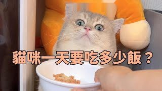 貓咪一天要吃多少飯？