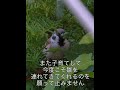 左目を怪我したスズメさん