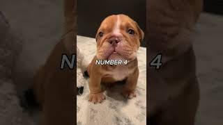 TOP 5 CUTEST DOGS PART 3!