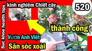 Vườn A Việt KINH NGHIỆM chiết cây CĂN BẢN, săn sóc xoài #520 Air layering fruit trees, SKHT