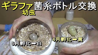 ギラファノコギリクワガタ幼虫の菌糸ボトル交換！色に差が出できました。