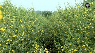 ತೊಗರಿಯ ಬೇಸಾಯ ಕ್ರಮಗಳು - ಡಾ. ಯೂಸಫ್ ಆಲಿ | Cultivation practies of red grama