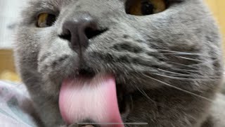 【ASMR】グルーミングする猫#shorts