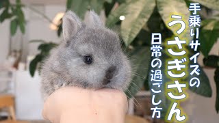 【手乗りサイズ】うさぎの赤ちゃんの日常とは・・・