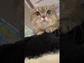 耳朵消失术 猫咪 可爱 萌宠 cat catlover catlife catlovers 喵星人 貓 cats catvideos