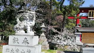 氣比神宮　狛犬☆　春の風景🌸　福井　敦賀　福井観光