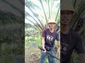 Panen sesui kebutuhan pokok #tki Malaysia