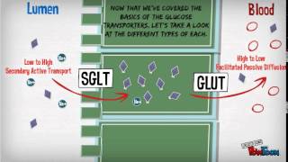 Glucose Transporters part 1