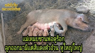 หมูเหมยซานผสมพ่อดูร็อก ลูกก็จะแดง หูใบใหญ่ๆ น่ารักจ้า@แก้มใสใสเกษตรตัวน้อย