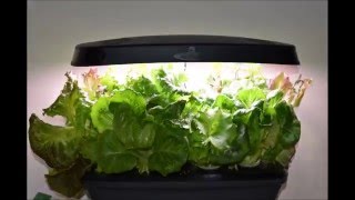 Hydroponics Time Lapse