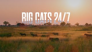 Big Cats 24/7- The Phenomenal New Series