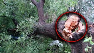 Workers dismantle a 200-year-old tree and scream in horror!