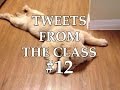 Tweets From the Class #12: 