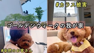 【GW】カラスの被害に遭う🐦‍⬛💦ばあばに固まるRasuくん🤣トイプードルのTaruto \u0026Rasuku