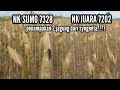 Kupas tuntas jagung NK SUMO 7328 dan NK JUARA 7202 dari syngenta...!?