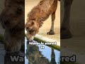 how do camels store water in their humps shorts viral animals education