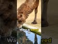 how do camels store water in their humps shorts viral animals education