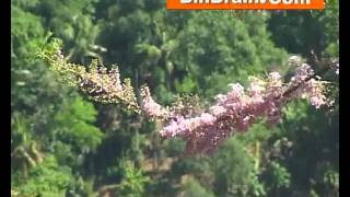 flower tree in Kottayam