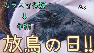 [vlog] カラスを保護→手術→放鳥！！