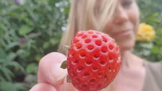 Framberry: the BEST Strawberry?!