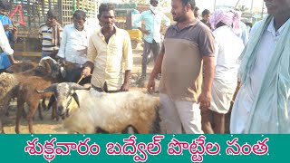 Friday Sheep Market In Badvel.శుక్రవారం బద్వేల్ సంత.