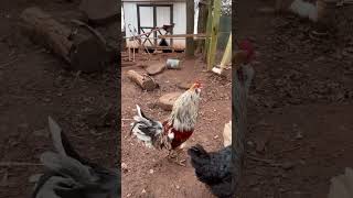 #goodmorning #shortvideo #chicken #hen #egg #gallinas #campo #pollitos #huevos #gallo #gallinero