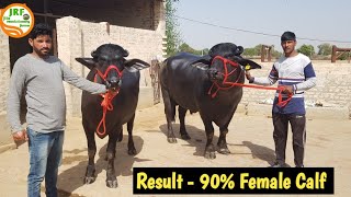 👍90% कटड़ियाँ पैदा करने वाला साँड़👍Mother Milk - 26.350Kg गाँव बालक, Hisar👍(94671 52536).👍