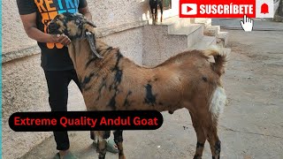 37 Hight AndulGoat Breeder Layak Bakra At @Kota_bakra_shokeen786_vlog #goat #kotabakre#andulgoat