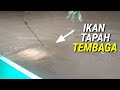 IKAN TAPAH TEMBAGA TARIKANYA MEMANG LUAR BIASA😱 #IKANTAPAHTEMBAGA#TAPAHKUNING#CATFISH