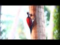 crimson backed flameback in action