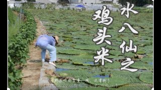 《水八仙之鸡头米》specialty Euryaleferox‘s harvest, trading, hand-peel and cooking in Suzhou