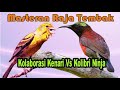 Masteran Raja Tembak Kolaborasi Kenari Vs Kolibri Ninja