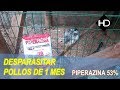 Parasitario para Desparasitar a los Pollos de 1 mes de Edad