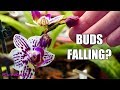 Orchid buds dry and fall! - Bud blast, causes and fixes!