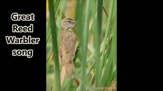 Great Reed Warbler song