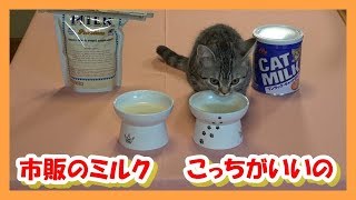 【子猫】種類の違う市販のミルクを同時に猫にあげてみた結果・・・【スコティッシュフォールド】【猫・子猫・仔猫・ネコ・ねこちゃん】