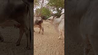 Beautiful ❤️ cow ox morning time