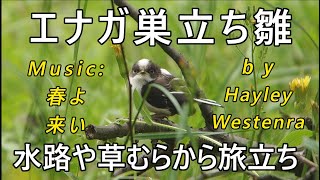 【エナガ巣立ち雛】　ジャンプしては落ちるを繰り返す雛と、懸命に見守る親。エナガ親子に、祝福の”春よ来い”。Celebrate the joyous days to come!