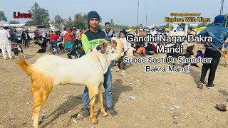 Gandhi Nagar Bakra Mandi Live Update | Sunday Bakra Market 28 January 2024 Explore With Ubez