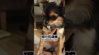 現行犯逮捕された愛犬ララ🐶捕まって遠くを見つめてますが…😆朝から何をしでかしたの!? #チワワ #犬 #可愛い #逮捕