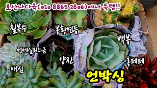 호산나다육표 착한군생으로 쇼핑한 아가들 언박싱 |칠복수 봉황연등 애심 양진등 | 큼직한 사이즈