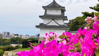 4K【兵庫県立明石公園周辺/2022】4/27(水)