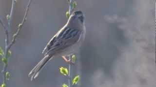 Ochre-rumped Bunting - Emberiza yessoensis