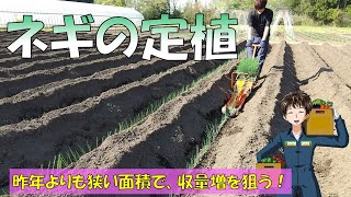 【ネギの栽培】ひっぱりくんで定植。今年はチェーンポットに２粒播き。品種は夏扇パワー。