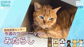 今週のワンコ・ニャンコ「みたらし」県庁ニュース vol.483  2022/04/25 Mon.